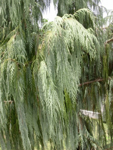 Cupressus torulosa seed